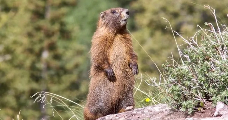 Marmot eti yiyen iki kişide veba tespit edildi! Marmot hayvanı nedir