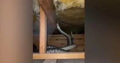 Tavandan gelen sesler sonrası duvarı kırdı: Genç kadının 2 dev yılanı yakaladığı anlar izlenme rekoru kırdı!