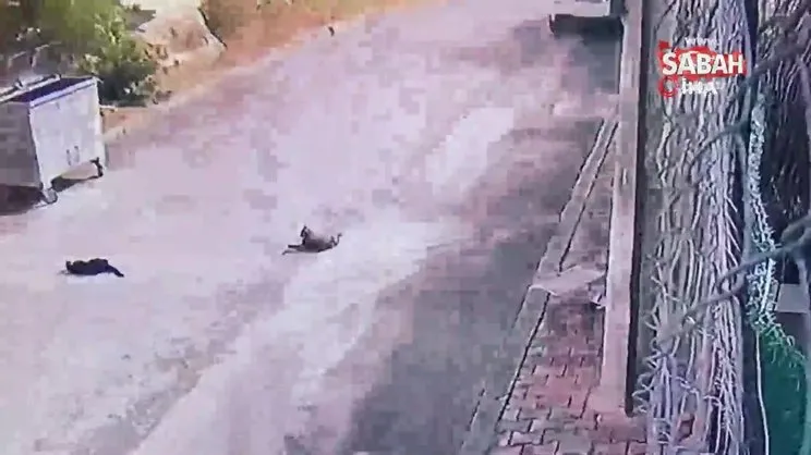 Kediyi ezdi, hiçbir şey olmamış gibi yoluna devam etti | Video