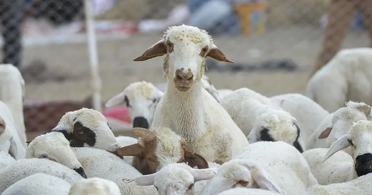 Kırsalda bereket küçükbaşa destek projesi başvurusu zaman? 150 bin küçükbaş ve faizsiz kredi desteği!