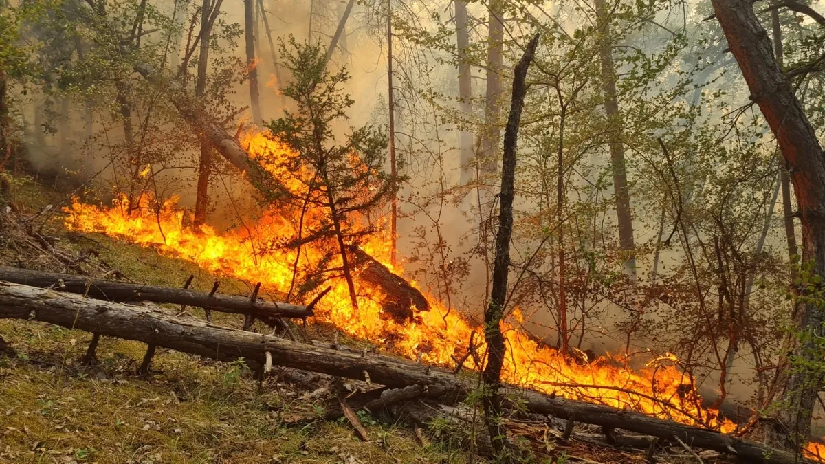 5 ilde orman yangını: Alevlerle mücadele devam ediyor!