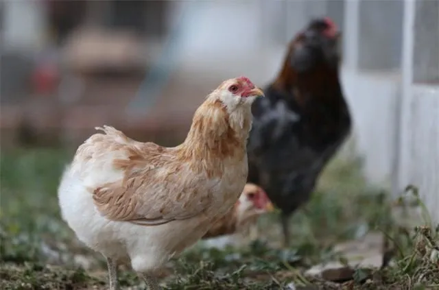 Bursa’da Yeşil yumurtlayan tavuk karaborsa oldu