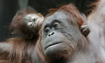 Annesinin üçüncü yavrusu orangutan Java, gazetecilere böyle poz verdi