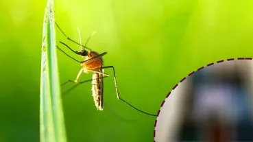 Sivrisinekleri evinizin 1 km yakınına bile yaklaştırmıyor! Bu bitkiyi evinizin bir köşesine koyun! Bir daha böcek yüzü göstermiyor…