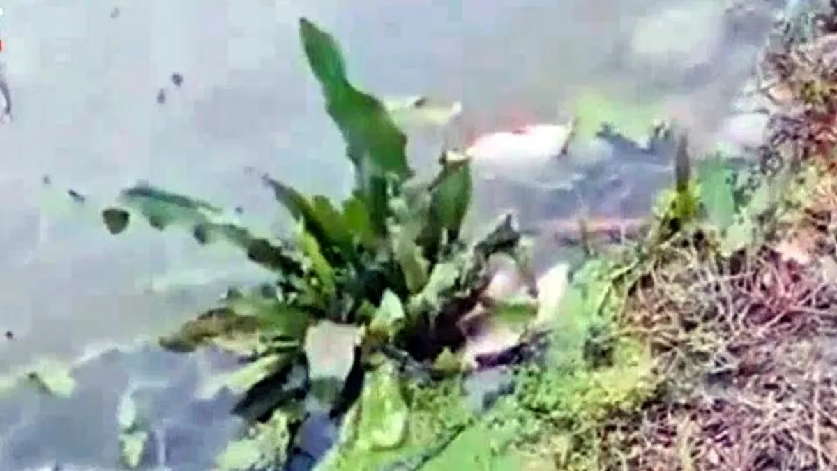 Toplu balık ölümlerinin sebebi tespit edildi! Göle hayvansal gübre atığı bırakan işletmelere ceza kesildi Toplu balık ölümlerinin sebebi tespit edildi! Göle hayvansal gübre atığı bırakan işletmelere ceza kesildi