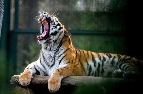 Bengal kaplanları dört gözle kar bekliyor