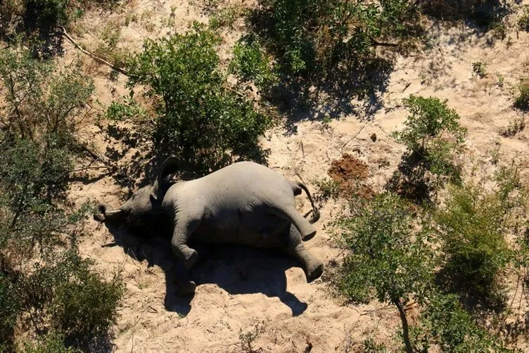 Botsvana’da gizemli hastalık nedeniyle 3 ayda en az 350 fil öldü