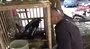 Antalya'da kedi gibi miyavlayan karga, görenleri şaşırtıyor | Video