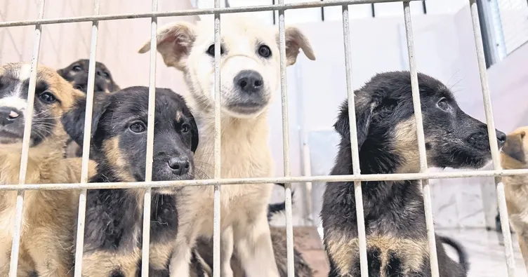 Can dostlara ömür boyu bakım hizmeti