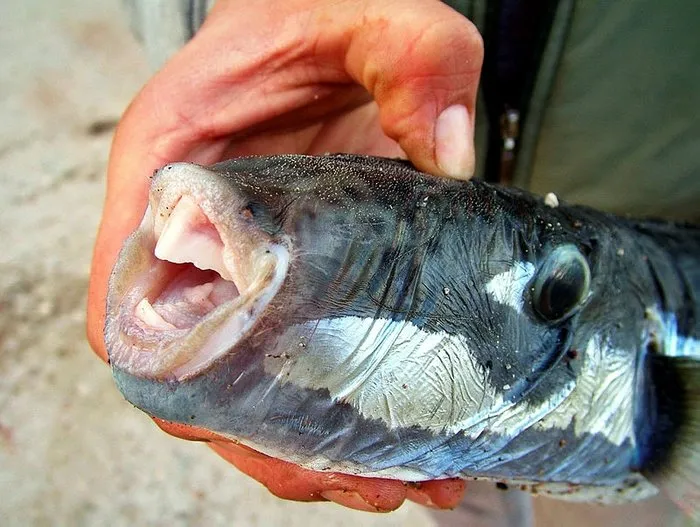 Bodrum Da Zehirli Balon Baligi Tedirginligi En Son Haber