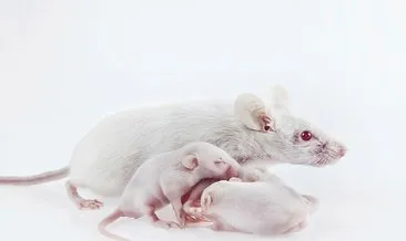 ruyada fare gormek ne anlama gelir haberleri son dakika ruyada fare gormek ne anlama gelir gelismeleri ruyada fare gormek ne anlama gelir haberleri son dakika ruyada fare gormek ne anlama gelir gelismeleri