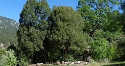 Türk aileden kıskandıran karar! Kira vermekten bıkınca doğada kendi evlerini yaptılar