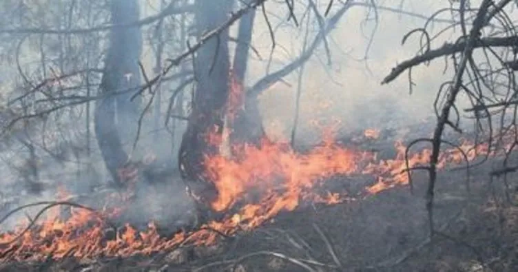 Beypazarı’nda orman yangını