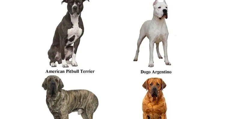 Tehlikeli köpek ırkı sahipleri için son tarih 14 Ocak