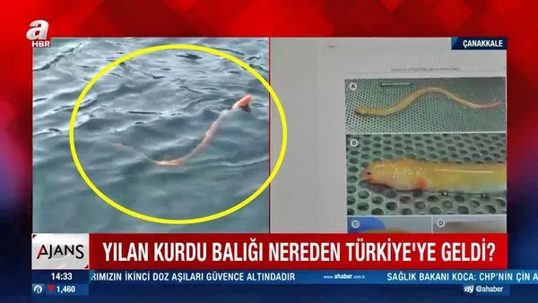 Türkiye'de ilk defa görüntülendi! Çanakkale Boğazı'nda görenleri şaşkına çeviren  'Yılan kurdu balığı' kamerada... | Video