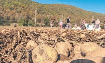 Belediyeden 50 ton patates