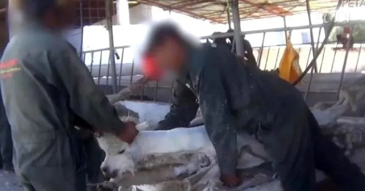 Peru’da alpaka develerine yapılan işkence kamerada