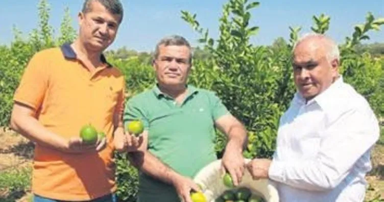 Erdemli’de limon hasadına başlandı