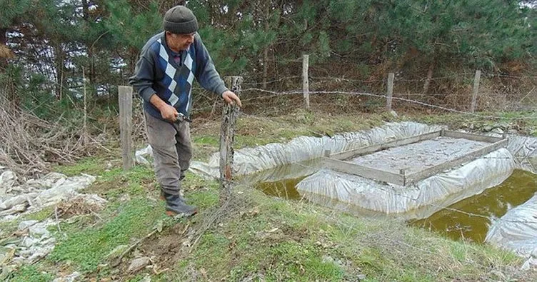 Bolu’da, çam köse böcekleriyle mücadele başladı