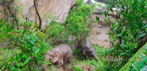 Tayland'da feci görüntüler! Bebek fil şelaleye düşünce...