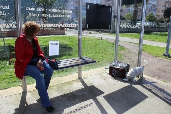 Durakta istenmeyen kedi için yazı astı, paylaşım rekoru kırdı