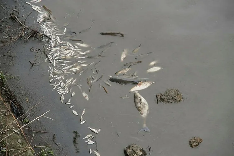 Yeşilırmak’ta ölü balıklar kıyıya vurdu, AK Partili Başkan telefonla bilgi aldı
