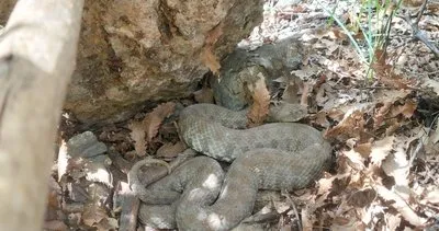 Tunceli’de koca engerek görüntülendi #tunceli