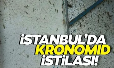 İstanbul’da korkutan görüntü: Kronomid istilası yaşanıyor