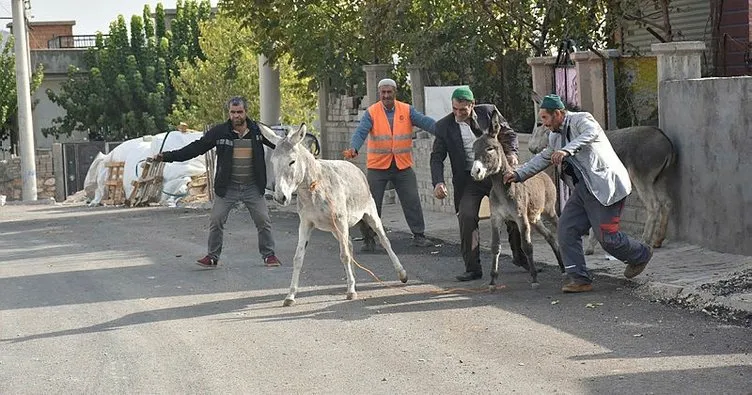 Dargeçit’te başı boş hayvanlar sokaklardan toplandı