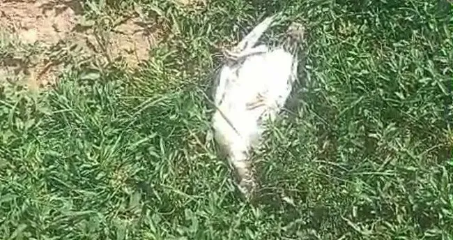 Başıboş köpek dehşeti! Kümes dolusu hayvan telef oldu