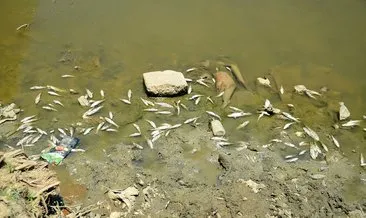Karasu Nehri’nde balık ölümleri endişe yarattı! İnceleme başlatıldı...