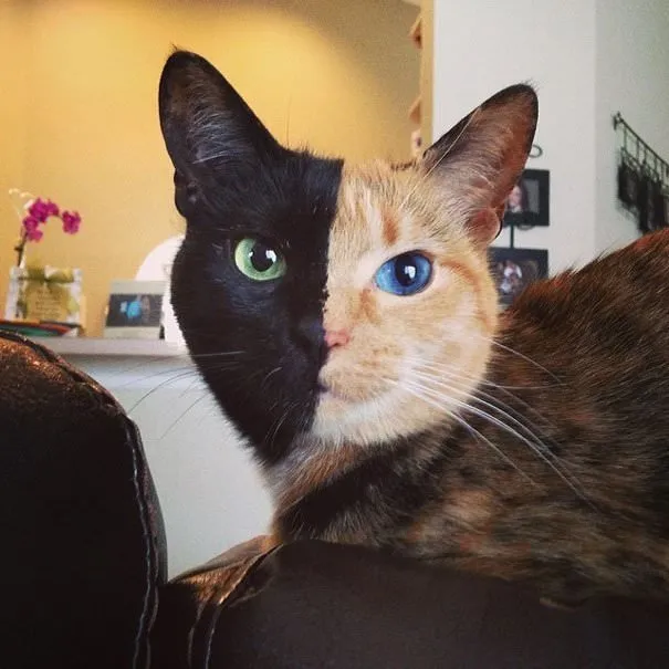 İki yüzlü kedi �Venüs� Son Dakika Haberler