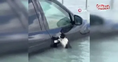Dubai’de selde mahsur kalan kedi, aracın kapısına tutunarak yardım bekledi | Video