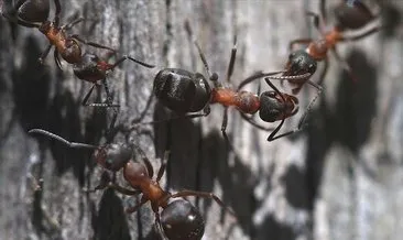 Türkiye’nin karınca çeşitliği araştırılıyor