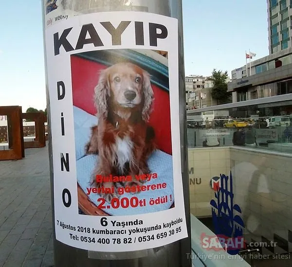 2 bin lira ödüllü köpek, Taksim metrosunda bulundu