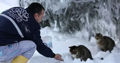 Yiyecek bulamayan ‘can dostları’ için seferber oldular