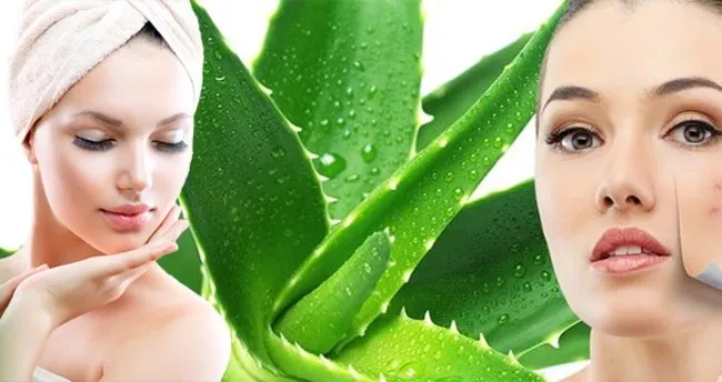 Aloe Veranin Faydalari Nelerdir Neye Iyi Gelir Nefis Yemek Tarifleri