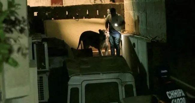 Nakil aracından kaçan aslan panik yaşattı Nakil aracından kaçan aslan panik yaşattı