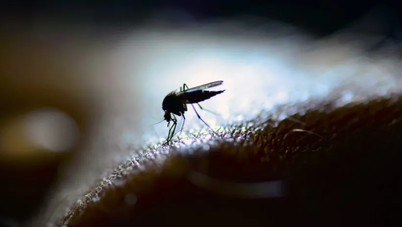 Sivrisinek tehlikesi artıyor! Sıcak geçen kış büyük risk