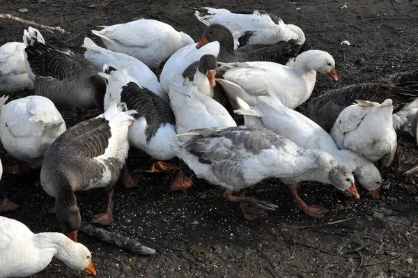 Köpek sanarak büyüttü, yetişince tilki olduğu ortaya çıktı!