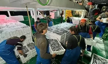 Balıkçılar 300 ton hamsiyle döndü!