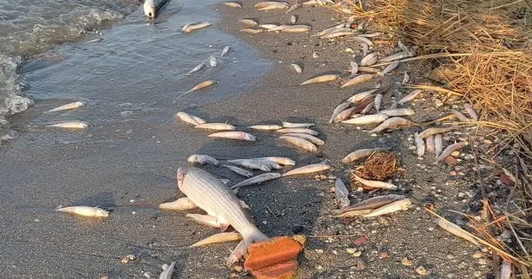 Avcılar’dan korkunç manzaralar gelmeye devam ediyor! Ölü balıklar kıyıya vurdu