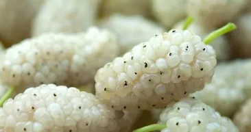 Beyaz dut ile egzamadan kurtulun