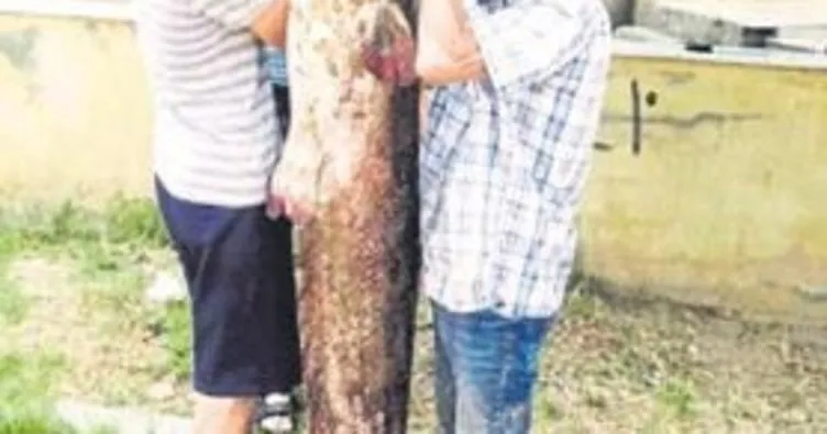 Oltaya 2 metrelik yayın balığı takıldı