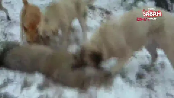Karabük'te çoban köpekleri, sürüye saldıran kurdu böyle parçalayarak öldürdü | Video