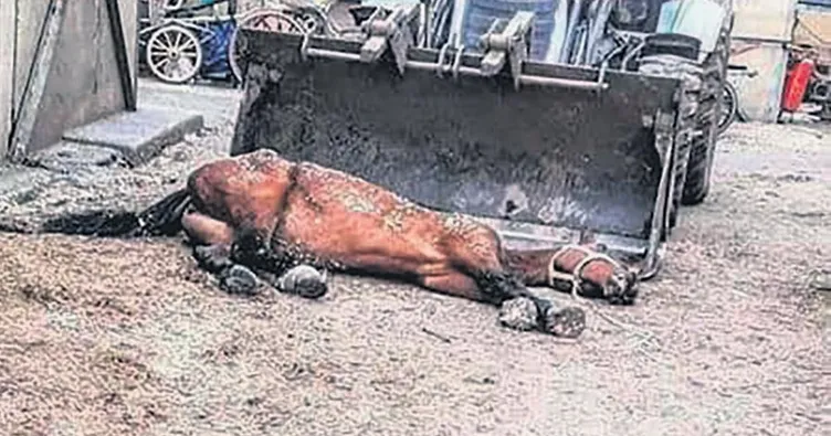 Kayıp atlara kayıt dışı ilaç