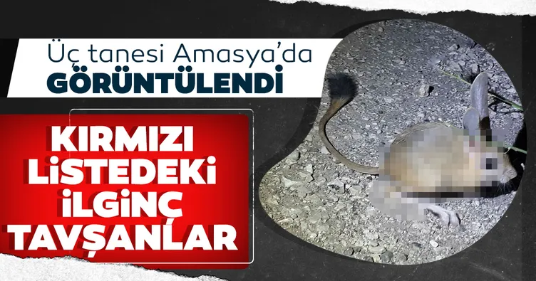 Amasya’da Arap tavşanı görüntülendi