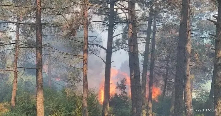SON DAKİKA: İstanbul’da nerede yangın çıktı, söndürüldü mü, son durum ne? İstanbul Sultangazi Kent Ormanı’nda yangın mı çıktı?