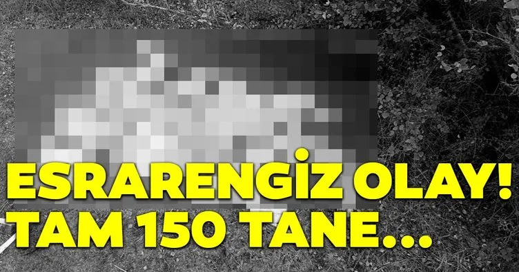 Köyde esrarengiz olay! Tam 150 tane...