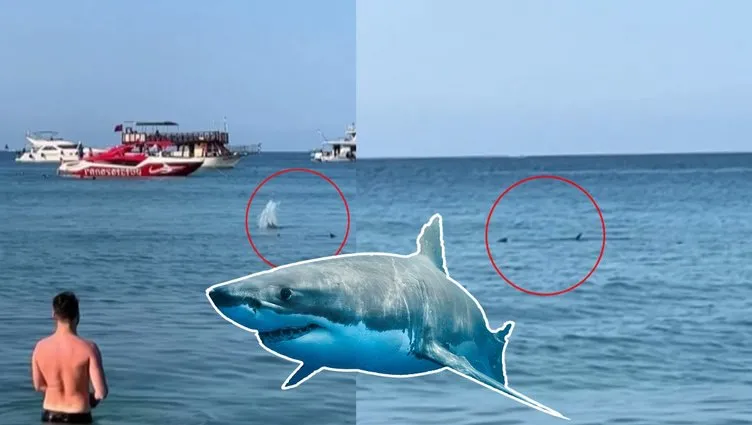 Antalya’da panik anları: Bir anda suda belirdi herkes köpek balığı sandı ama…